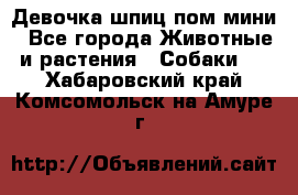 Девочка шпиц пом мини - Все города Животные и растения » Собаки   . Хабаровский край,Комсомольск-на-Амуре г.